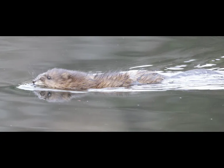 A muskrat at MacCallum Wildlife Management Area in Northborough, photographed by Steve Forman.