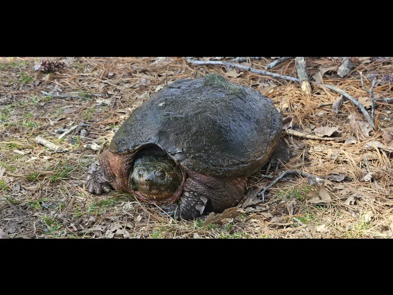 A snapping turtle at Assabet River National Wildlife Refuge in Maynard, photographed by William Watt.