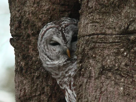 Barred Owl. Photo by Dan Trippe. Barred Owl. Photo by Dan Trippe.