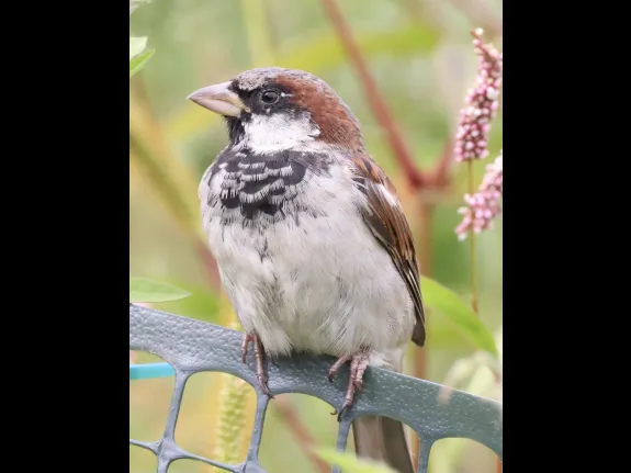 A house sparrow at Breakneck Hill Conservation Land in Southborough, photographed by Steve Forman. A house sparrow at Breakneck Hill Conservation Land in Southborough, photographed by Steve Forman.