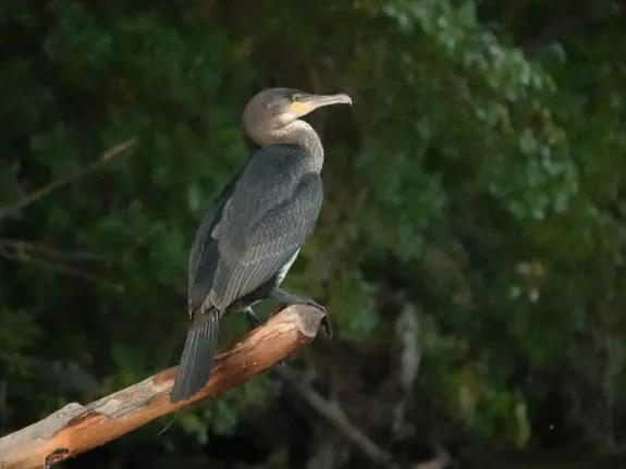 A double-crested cormorant at Farrar Pond in Lincoln, photographed by Ron McAdow. A double-crested cormorant at Farrar Pond in Lincoln, photographed by Ron McAdow.