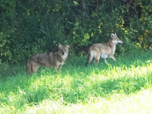 Coyotes at Mass Audubon's Drumlin Farm Wildlife Sanctuary in Lincoln, photographed by Ron McAdow. Coyotes at Mass Audubon's Drumlin Farm Wildlife Sanctuary in Lincoln, photographed by Ron McAdow.